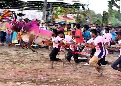 கோவில் விழாவையொட்டி எருதாட்டம்