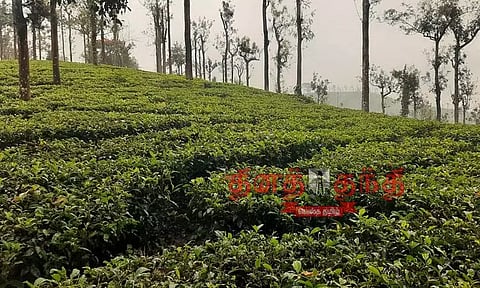 பச்சை தேயிலை மகசூல் அதிகரிப்பு