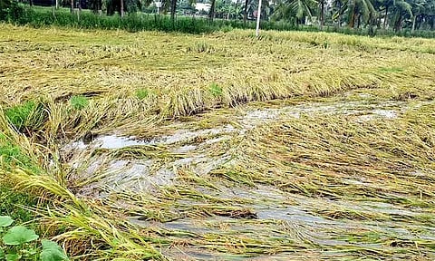 மழையால் பாதிக்கப்பட்ட பயிர் சேதங்களை கணக்கெடுக்க கலெக்டர்களுக்கு உத்தரவு - பேரிடர் மேலாண்மைதுறை தகவல்