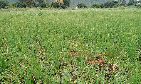 திருகல் நோயால் சின்ன வெங்காயம் விளைச்சல் பாதிப்பு