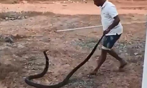 6 அடி நீள கருநாகம் பிடிபட்டது