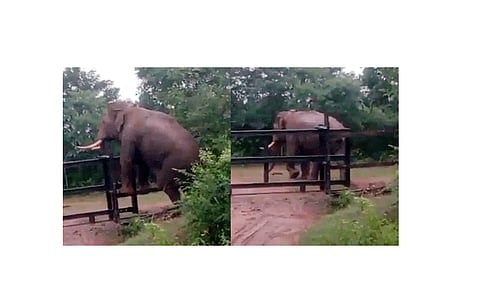 தடுப்பு வேலியை தாண்டி சென்ற காட்டு யானை