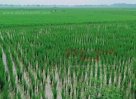 பச்சைப் பசேலென வளர்ந்திருக்கும் நெற்பயிர்