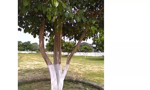 4 கிளைகளாக பிரிந்து வளரும் அதியச அரசமரம்