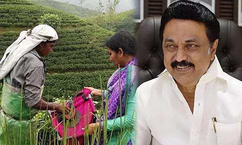 ஓய்வுபெற்ற தேயிலை தோட்ட தொழிலாளர்களுக்கு வீடு ஒதுக்கீடு - முதல்-அமைச்சர் மு.க.ஸ்டாலின் உத்தரவு