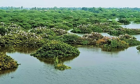 வேடந்தாங்கல் சரணாலயத்தில் குவிந்த வெளிநாட்டு பறவைகள் - சுற்றுலா பயணிகள் வரத்து அதிகரித்தது