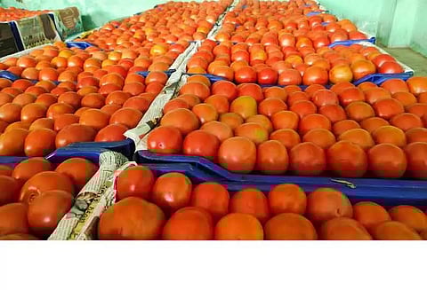 தக்காளி விலை கடும் வீழ்ச்சி