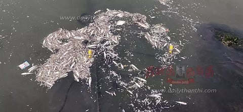 பச்சை நிறமாக மாறிய கடல் மீண்டும் பழைய நிலைக்கு வந்தது மீன்கள் செத்து மிதந்ததால் பரபரப்பு