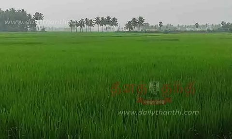 பசுமை போர்த்திய வயல்கள்