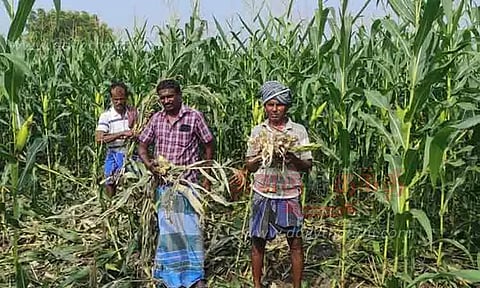 மக்காச்சோள பயிர்களை சேதப்படுத்தும் காட்டுப்பன்றிகள்0நிவாரணம் வழங்க விவசாயிகள் கோரிக்கை