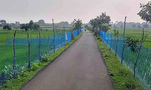 பயிர்களை பாதுகாக்க இருபுறமும் வேலி அமைத்த விவசாயிகள்