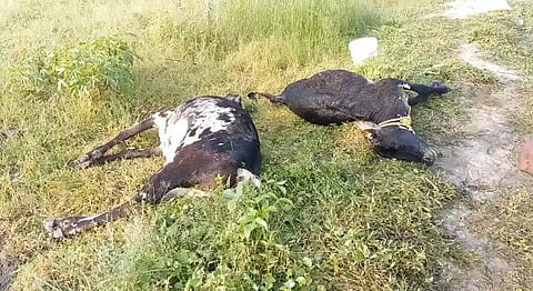 விஷம் கலந்த தண்ணீரை குடித்த 3 பசுமாடுகள் சாவு
