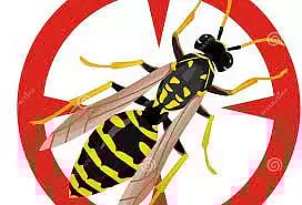 விஷ வண்டுகள் அழிப்பு