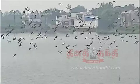 வெளிநாட்டு பறவைகள்