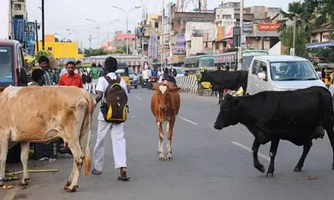 விபத்து ஏற்படுத்தும் வகையில் சாலைகளில் மாடுகளை திரிய விட்டால் உரிமையாளர்களுக்கு ரூ.1,000 அபராதம் - குன்றத்தூர் நகராட்சி