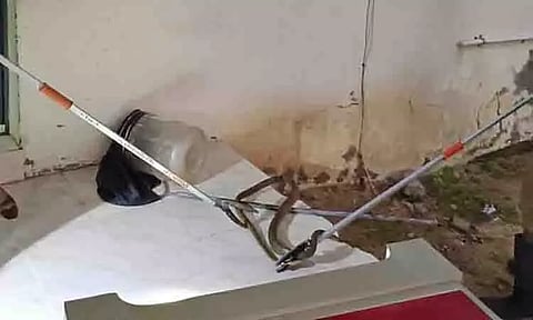 பீரோவில் புகுந்த பாம்பால் பரபரப்பு