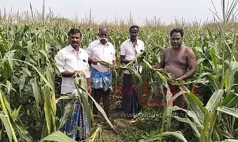 காட்டுப்பன்றிகளால் பயிர்கள் சேதம்