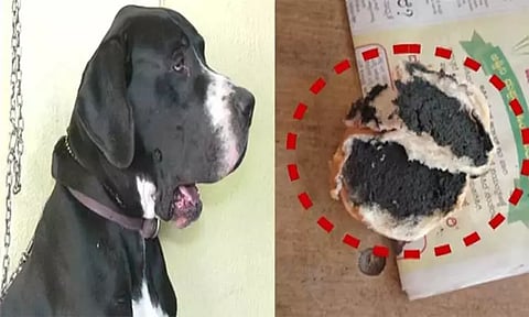 இரவு நேரத்தில் குரைத்து உறக்கத்திற்கு இடையூறு: நாய்க்கு விஷம் கொடுத்து கொல்ல முயன்ற பக்கத்துவீட்டுக்காரர்