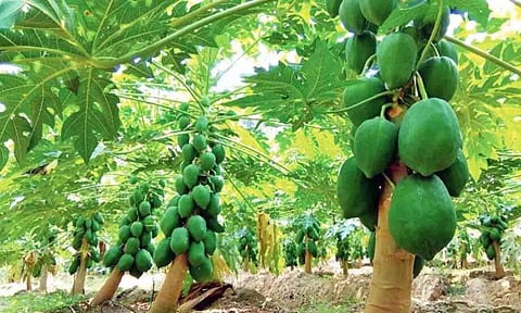 பப்பாளி செடியில் வைரஸ் நோய் தாக்குதல்