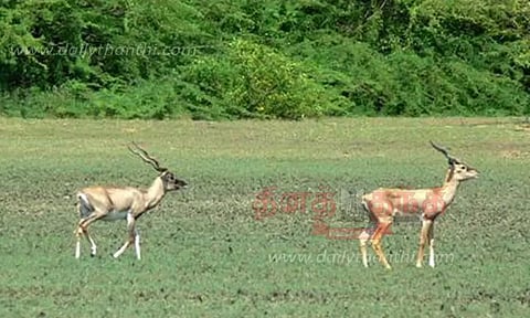வனவிலங்கு சரணாலயம் திறக்கப்பட்டது
