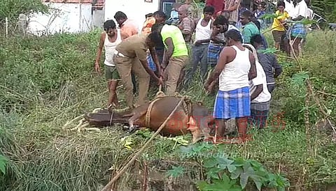 கிணற்றில் தவறி விழுந்த பசு உயிருடன் மீட்பு