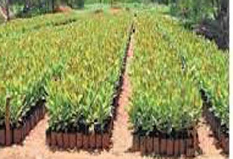 மரக்கன்றுகள் நடும் பணி