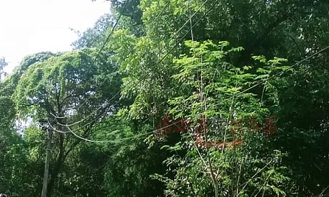 தாழ்வாக செல்லும் மின்கம்பிகள்