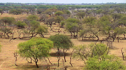பறவைகள் இல்லாமல் வெறிச்சோடிய மேலச்செல்வனூர் சரணாலயம்