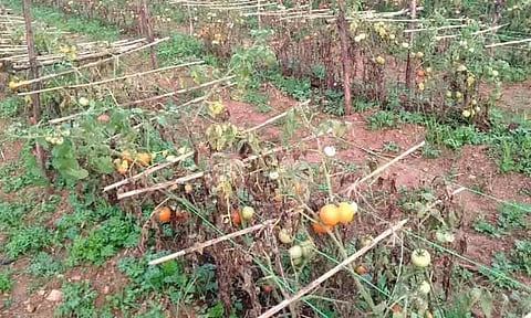 செடிகளிலேயே பறிக்காமல் விடப்படும் தக்காளிகள்