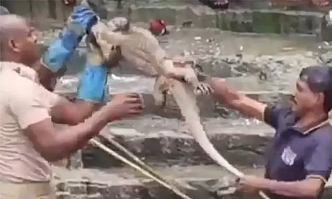 குற்றாலம் மெயின் அருவியில் திடீரென விழுந்த உடும்பு - அலறியடித்து ஓடிய பெண்கள்