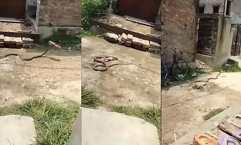 பாம்பின் கால் பாம்பறியும்...!! பயத்தில் பெண் வீசிய செருப்பை கவ்வி சென்ற பாம்பு; வைரலாகும் வீடியோ