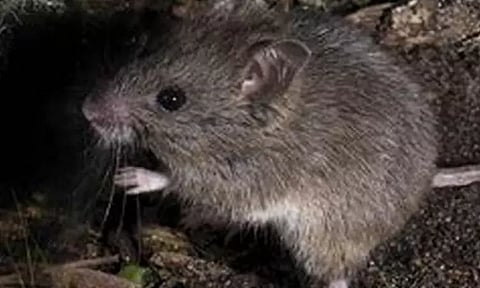 எலியை கொன்றவர் மீது புகார்; மருத்துவ பரிசோதனைக்கு அனுப்பி வைப்பு