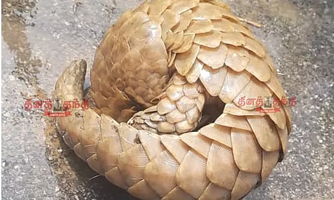 தூத்துக்குடி: விவசாய நிலத்தில் சிக்கிய எறும்புத்தின்னி - பொதுமக்கள் வியப்பு