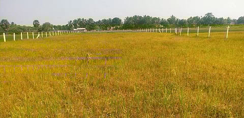 பருவமழை பொய்த்ததால் கருகும் நெற்பயிர்கள்