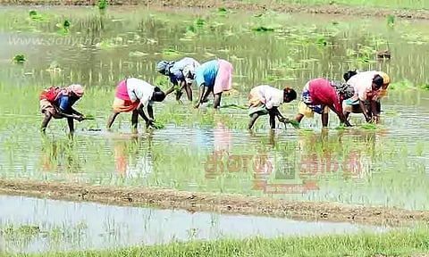 விவசாய பணி மும்முரம்