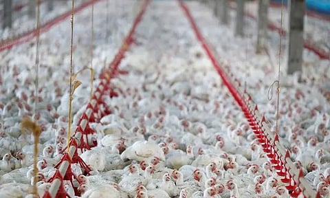 அமெரிக்க வரலாற்றில் முதன்முறையாக பறவை காய்ச்சலுக்கு 5 கோடி பறவைகள் உயிரிழப்பு