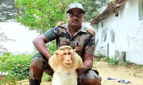 பொதுமக்களை அச்சுறுத்திய குரங்கு