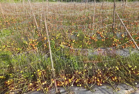 விளைச்சல் அதிகரிப்பால் தக்காளி விலை வீழ்ச்சி