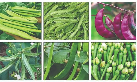 நாட்டு ரக அவரை சாகுபடிக்கு மானியம்