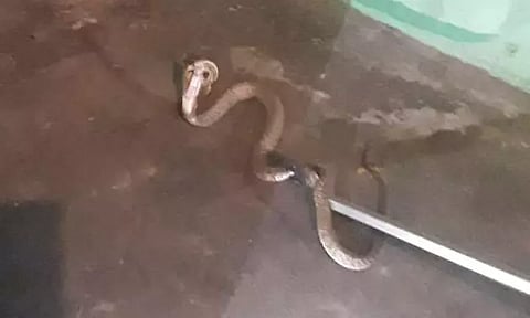 வீட்டிற்குள் புகுந்த 6 அடி நீள பாம்பு