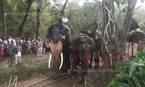 தொடர் அட்டகாசம் செய்த காட்டு யானை பிடிபட்டது