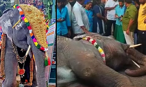 புகழ்பெற்ற மணக்குள விநாயகர் கோவில் யானை லட்சுமி திடீர் மரணம்...!