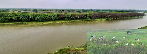 தேர்த்தங்கல் பறவைகள் சரணாலயத்திற்கு பறவைகள் வரத்துகுறைவு