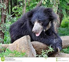 கொல்லிமலையில் கரடி தாக்கி விவசாயி படுகாயம்