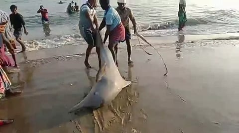 மீனவர்கள் வலையில் சிக்கிய 2 டால்பின்கள் கடலில் விடப்பட்டன