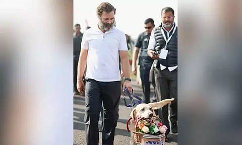 86-வது நாளாக உஜ்ஜையினில் இருந்து மீண்டும் பாதயாத்திரையை தொடங்கினார் ராகுல்காந்தி...!