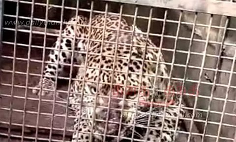 தொடர் அட்டகாசம் செய்த சிறுத்தை சிக்கியது