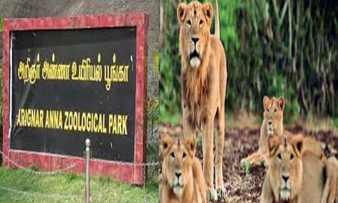 விலங்குகள் பரிமாற்ற திட்டத்தின் கீழ் குஜராத்தில் இருந்து வண்டலூர் பூங்காவுக்கு வரும் 2 சிங்கங்கள்