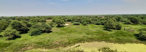 முதுகுளத்தூரில் வறண்டு கிடக்கும் சரணாலயங்கள்