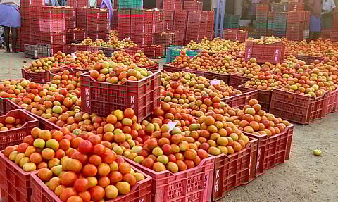 தக்காளி விலை வீழ்ச்சி